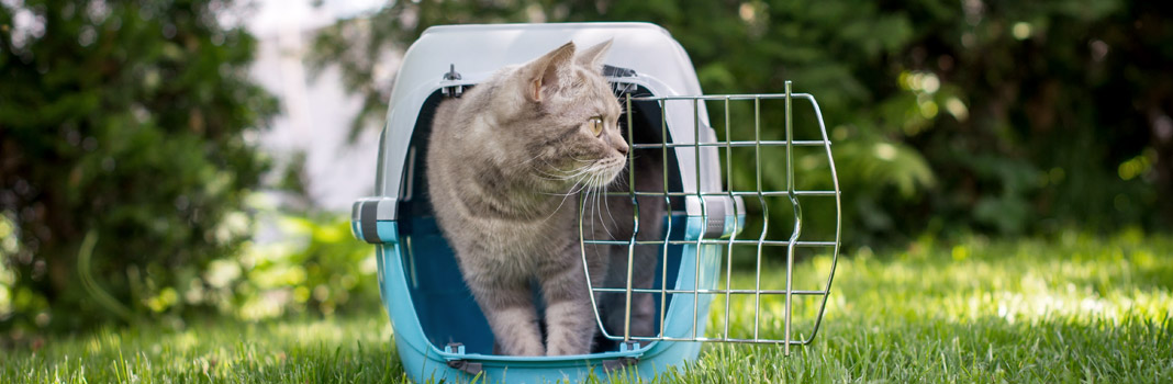 ▷ Cage de transport pour animaux au meilleur prix - Chat